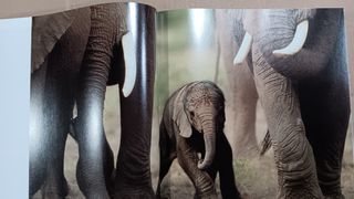 Libro el elefante (naturaleza)