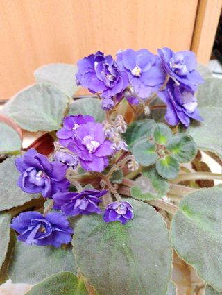 Hoja de violeta africana