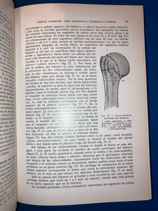 Anatomía humana, prof. Francisco Orts Llorca