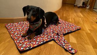 Cama de viaje para mascotas