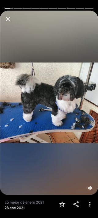 Tijeras caninas, esculpir,curvas,recta,entrelazar,