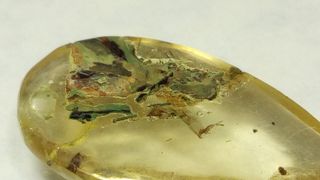 Pieza de Ámbar con Fósiles - 24mm x 12mm