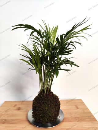 Kokedamas por encargo