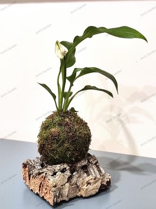 Kokedamas por encargo