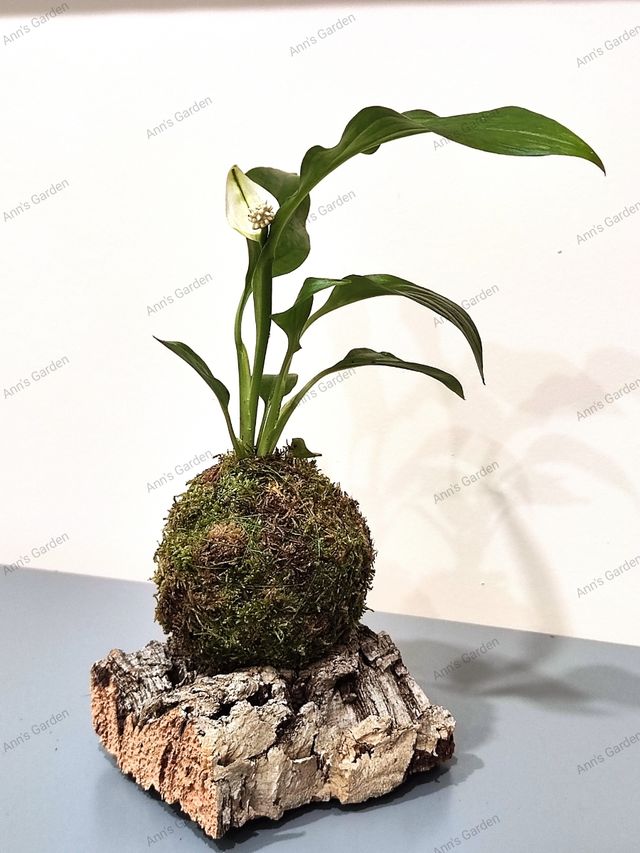 Kokedamas por encargo