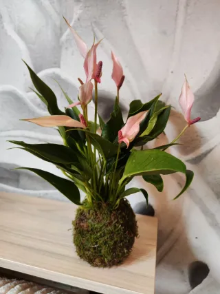 Kokedamas por encargo