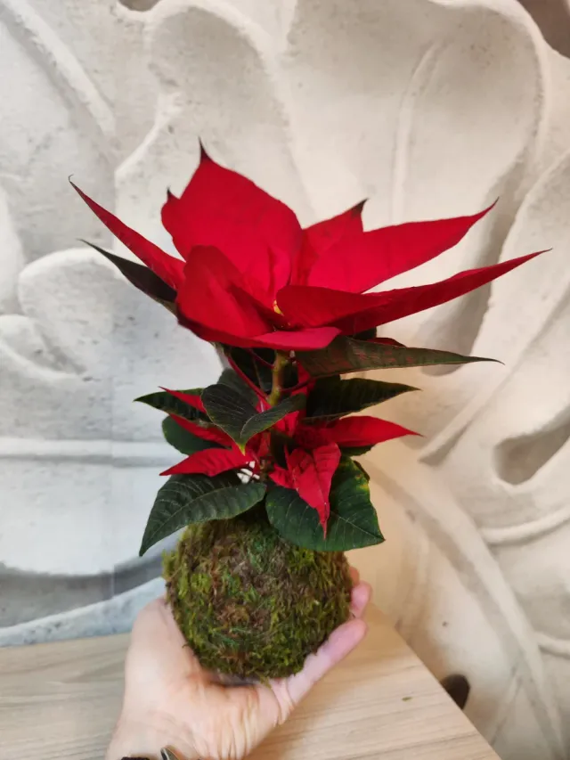 Kokedamas por encargo