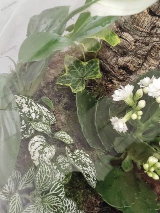 Terrario plantas naturales