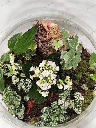 Terrario plantas naturales