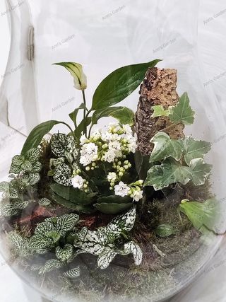 Terrario plantas naturales