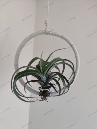 Tillandsia para colgar