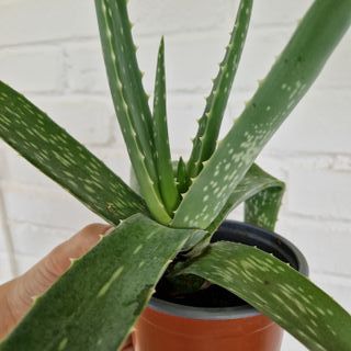 Aloe Vera