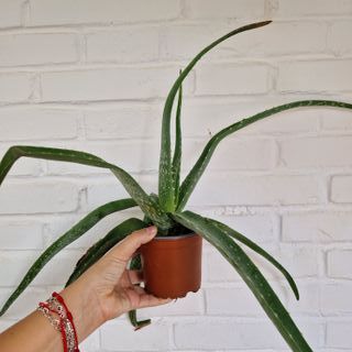 Aloe Vera