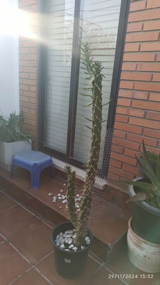 Planta cactus