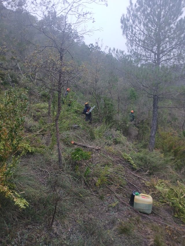 Jardinero limpiezas de parcelas,podar y  talar