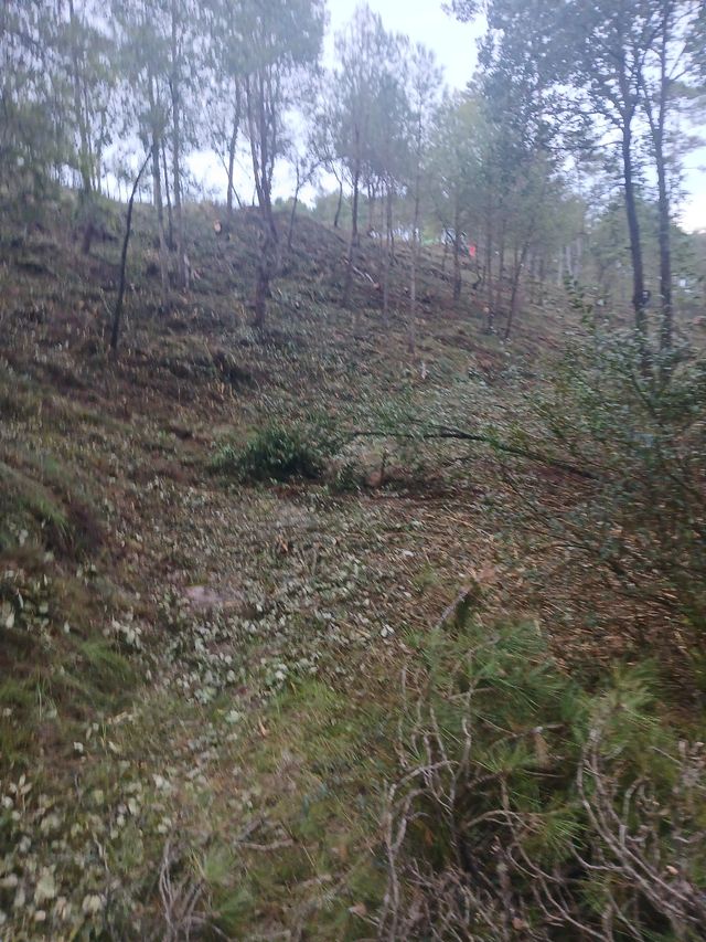 Jardinero limpiezas de parcelas,podar y  talar