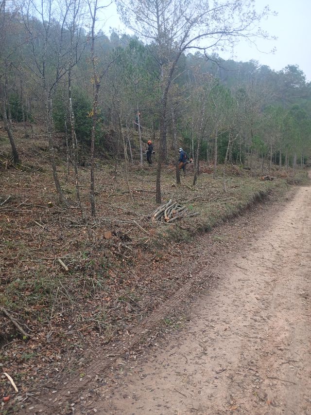 Jardinero limpiezas de parcelas,podar y  talar