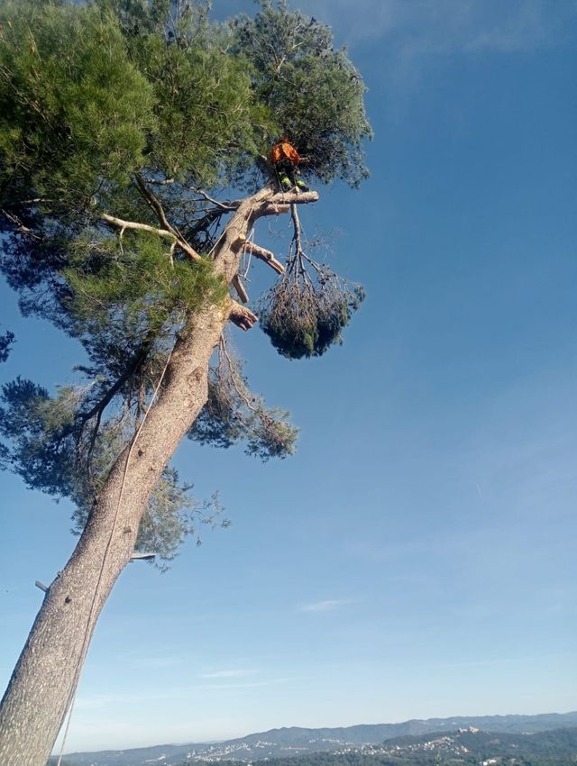 Jardinero limpiezas de parcelas,podar y  talar