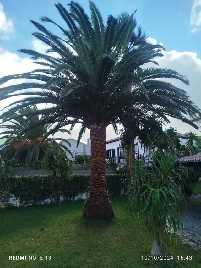 Jardinero limpiezas de parcelas,podar y  talar