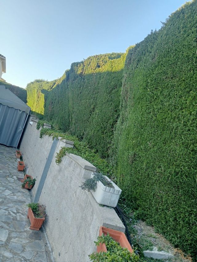 Jardinero limpiezas de parcelas,podar y  talar