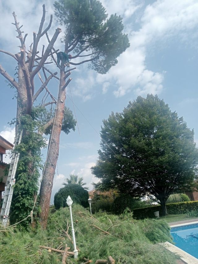 Jardinero limpiezas de parcelas,podar y  talar