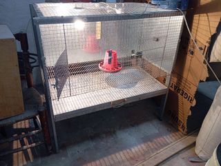 Jaula criadora de pollitos