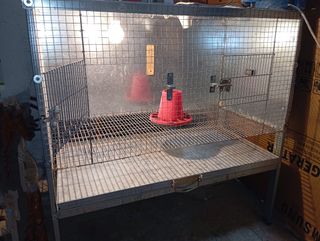 Jaula criadora de pollitos