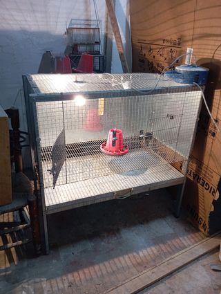 Jaula criadora de pollitos