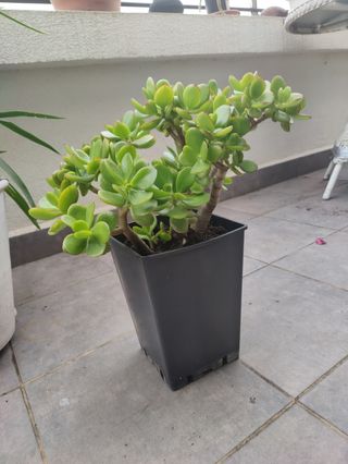 Planta natural. Jade