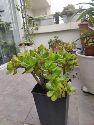 Planta natural. Jade