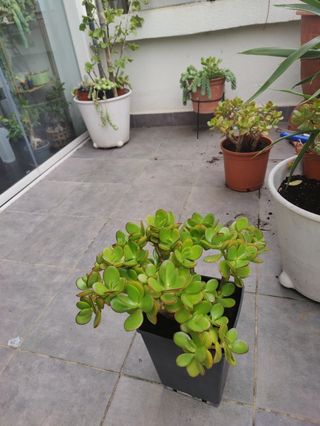 Planta natural. Jade