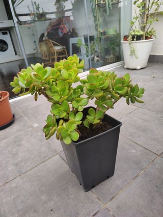 Planta natural. Jade