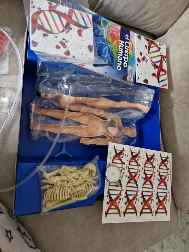 Juego del CUERPO  HUMANO