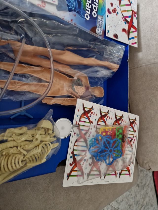 Juego del CUERPO  HUMANO