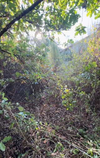 Desbroces y poda en altura,Ourense-Galici