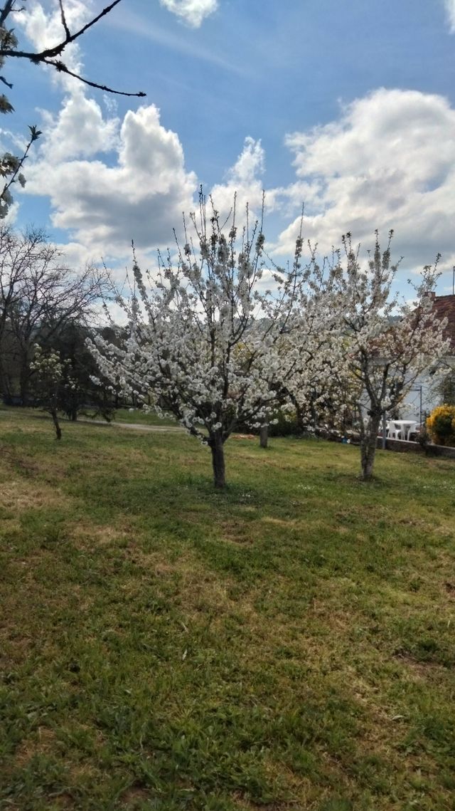 Desbroces y poda en altura,Ourense-Galici 