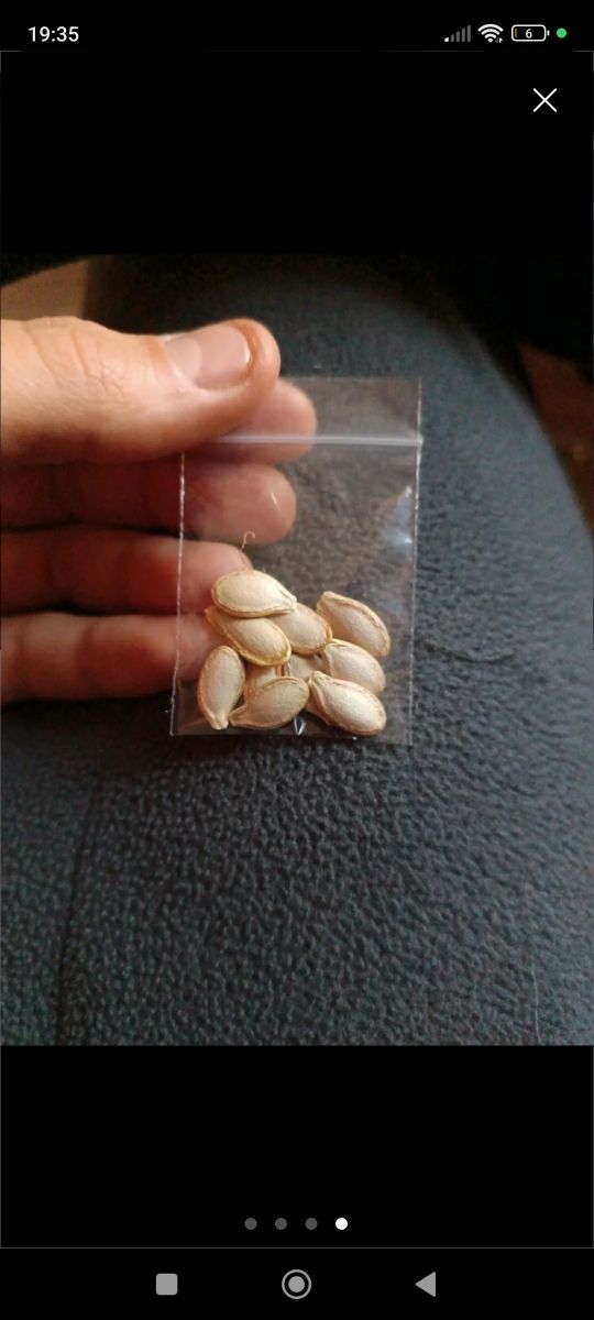 Semi zucchina trombetta d'albenga