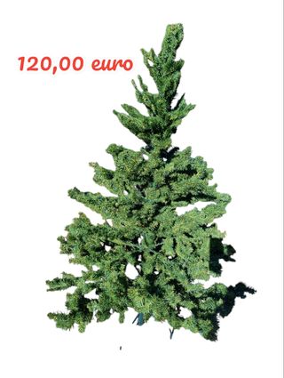 albero di natale