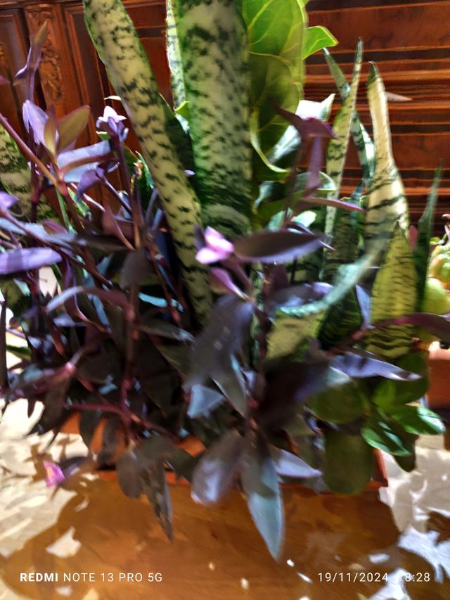 Centro de plantas naturales