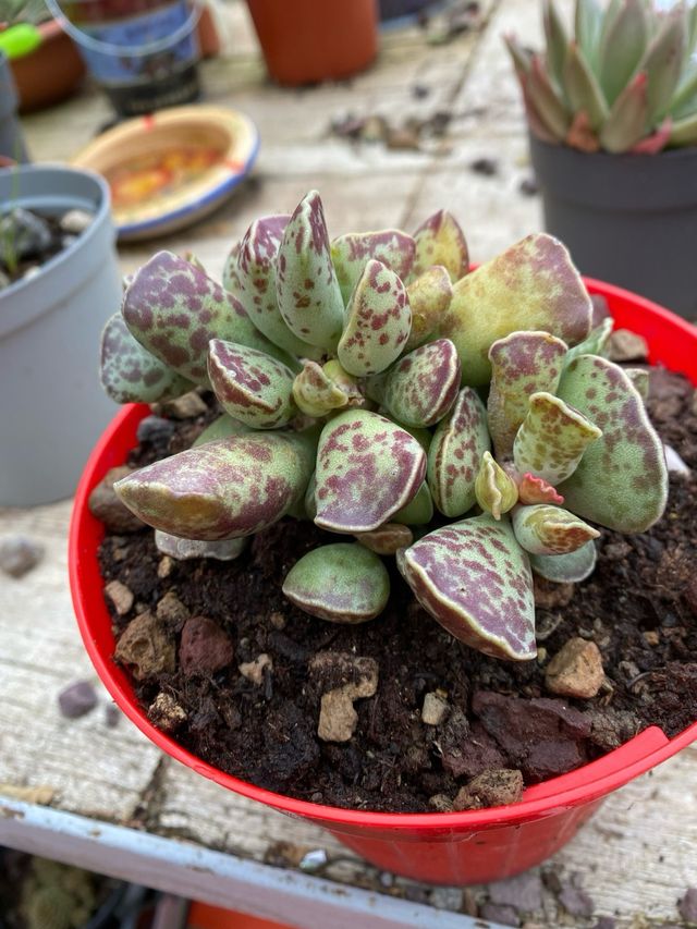 Adromischus cooperi