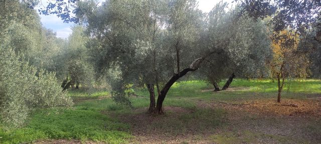 Parcela en la garza linares