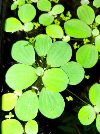 ¡ULTIMAS! Plantas XL lechuga de agua Grandes!!