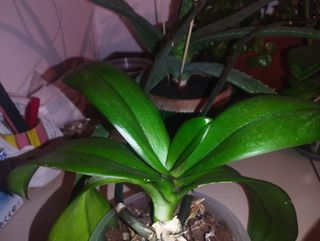 Orchidea 