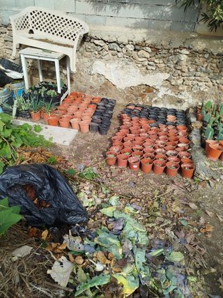 Pencas y chumberas en macetas