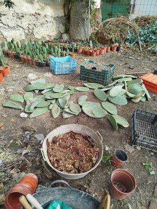 Pencas y chumberas en macetas