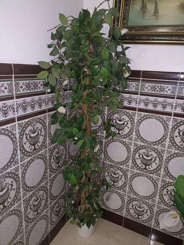 Planta de decoración