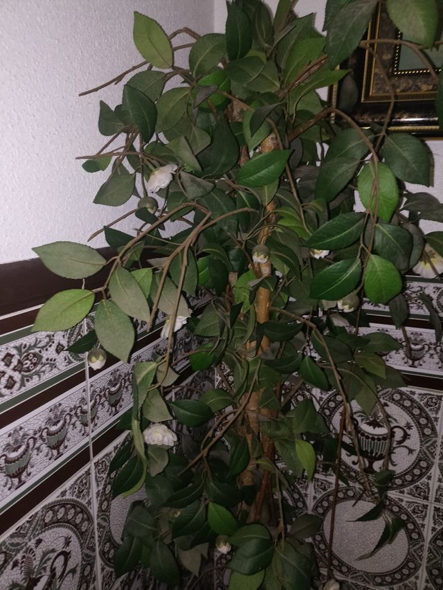 Planta de decoración