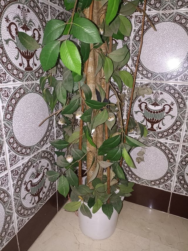 Planta de decoración