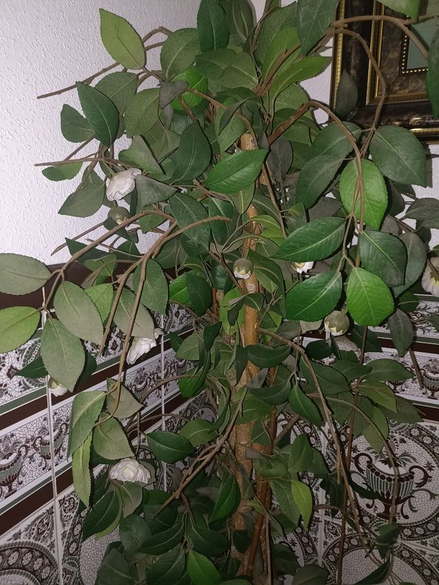 Planta de decoración