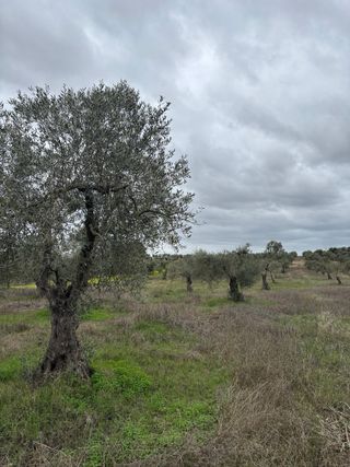 Terreno con olivos